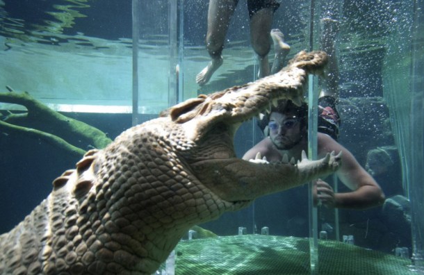 Cage of Death, Crocosaurus Cove, Australia