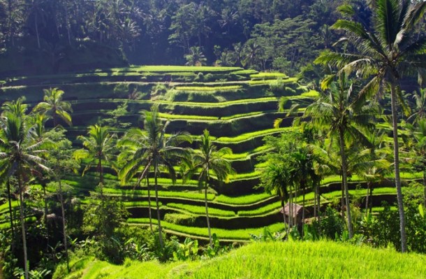 Feel the nature in Bali