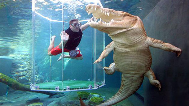 Cage of Death, Crocosaurus Cove, Australia