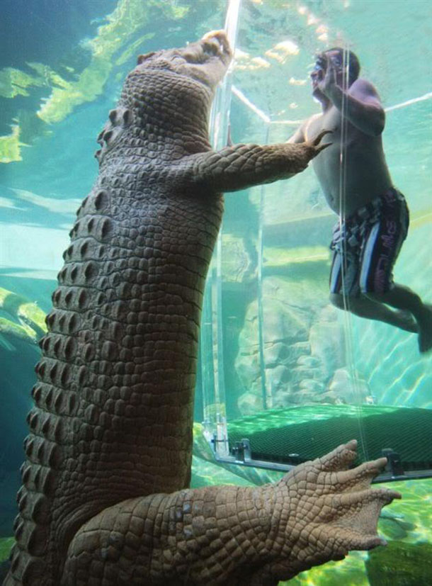 Cage of Death, Crocosaurus Cove, Australia