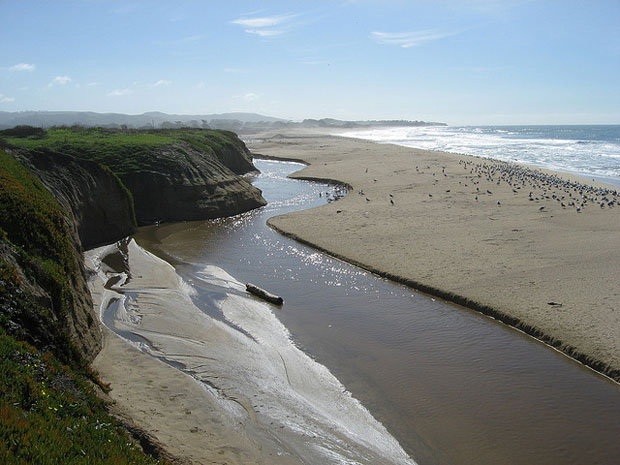 Birds at Half Moon Bay
