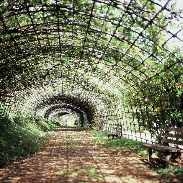 Wisteria Tunnel