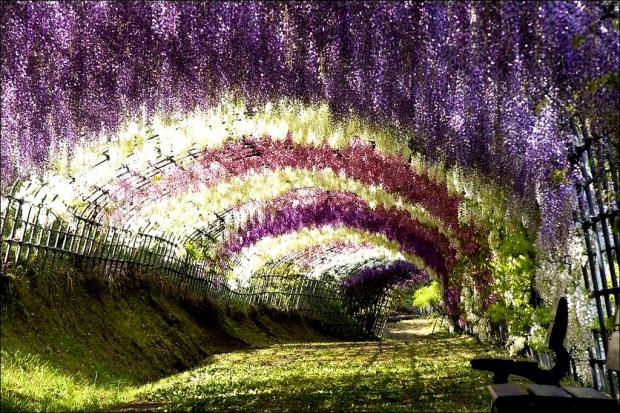 Wisteria Tunnel
