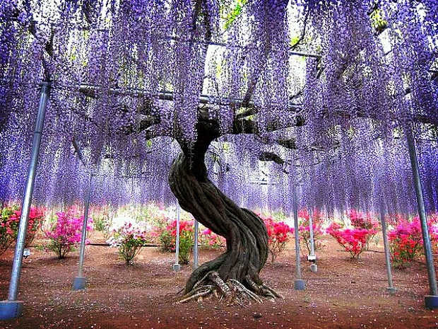 Wisteria Tunnel