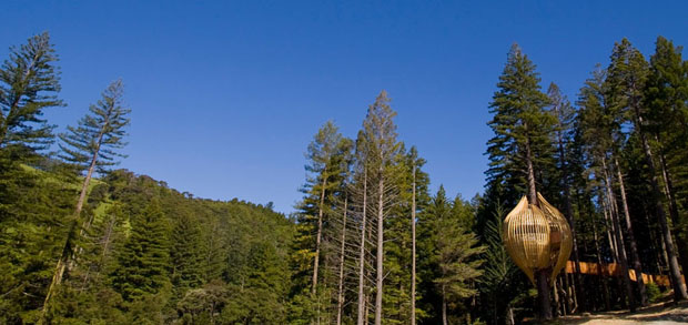 The Redwoods Treehouse