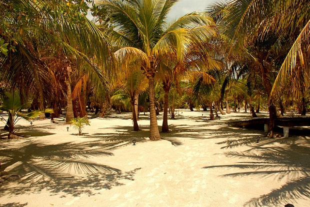 Cayo Espanto Pump Trees