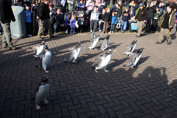 Penguin Parade