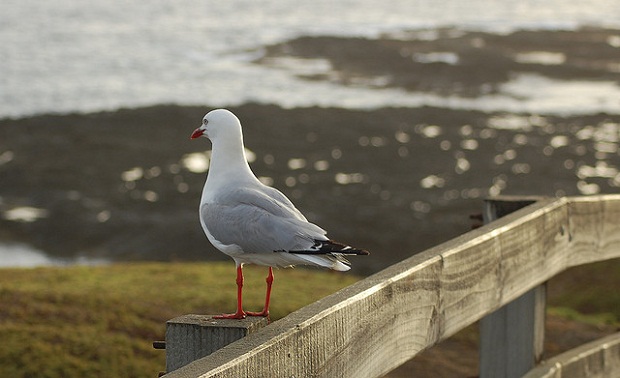 Philip Island Seagull