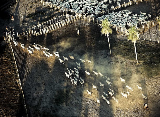 Pantanal herd