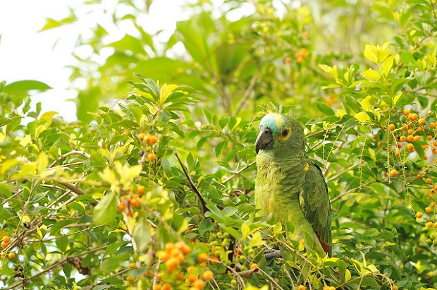 Pantanal Parrot