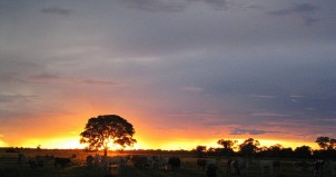 Pantanal Sunset