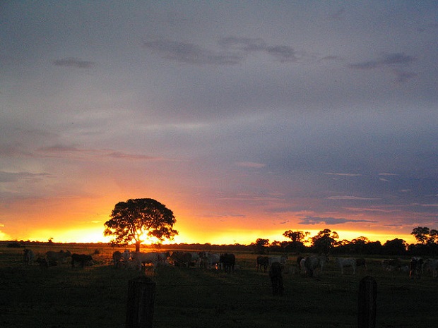 Pantanal Sunset