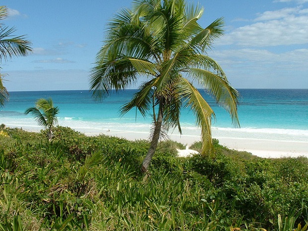 Pink Sand Beach Dense Nature