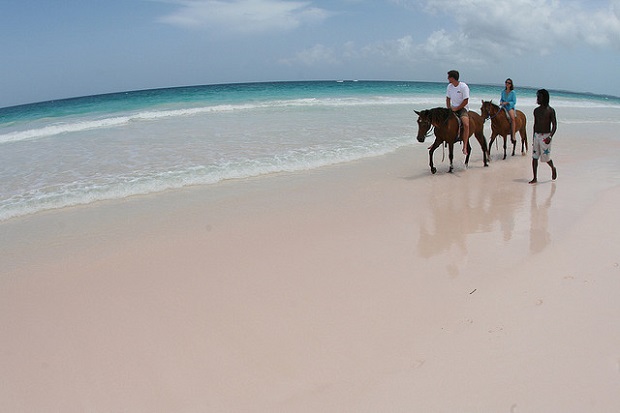 Pink Sand Beach Horseback riding