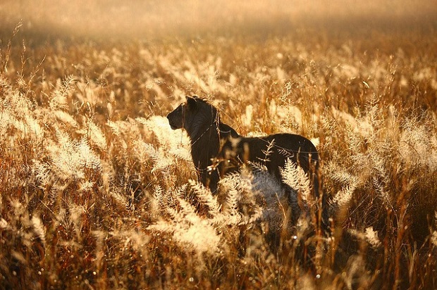 Beauty of a free Lion