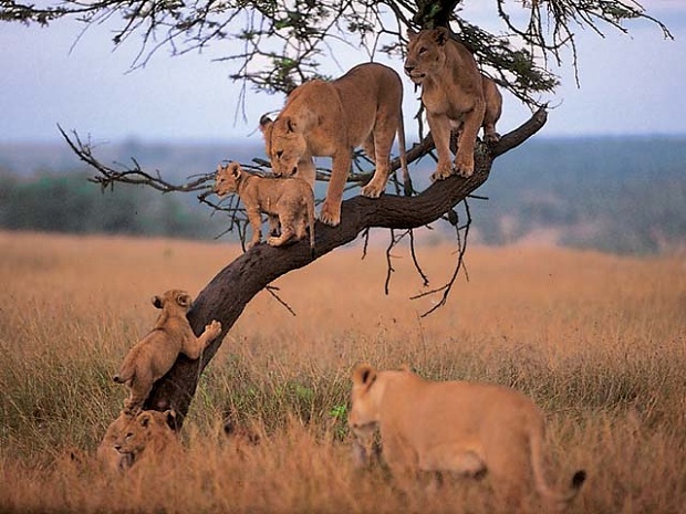Lion Family Tree