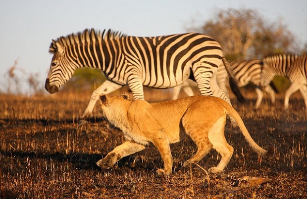 Lion lurking the Prey