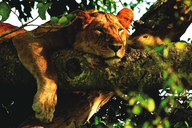 Lion nap time