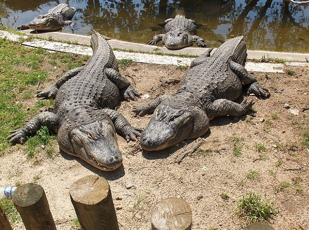 Lisbon Zoo Crocodiles