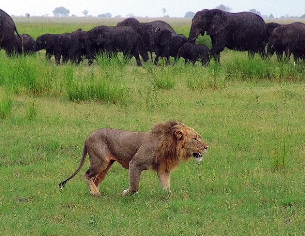 Male Lion watching over the Elephants