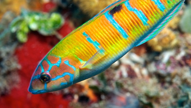 Murcia Ornate Wrasse