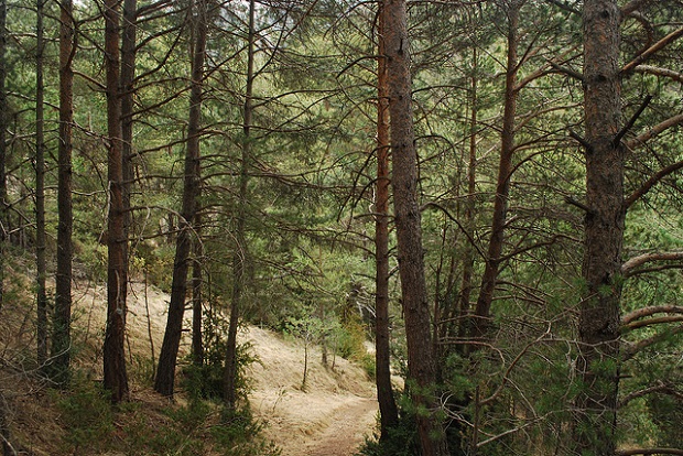 Andorra Forest Path