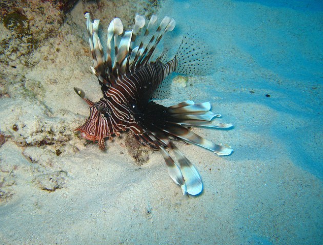 Devil Firefish in Mauritius