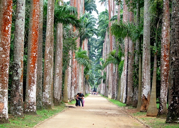 Rio de Janeiro Botanical Gardens
