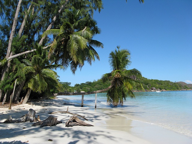 Seychelles Trees leaning towards the sea