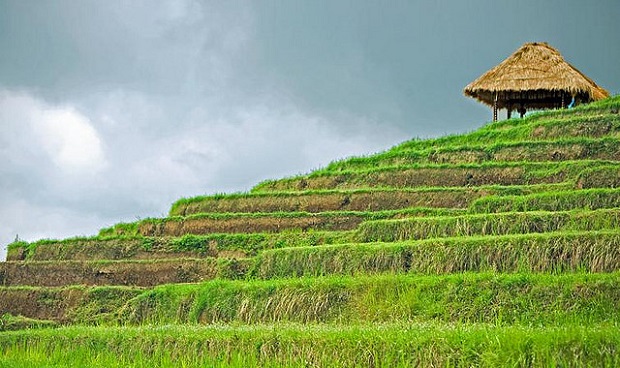 Bali fields