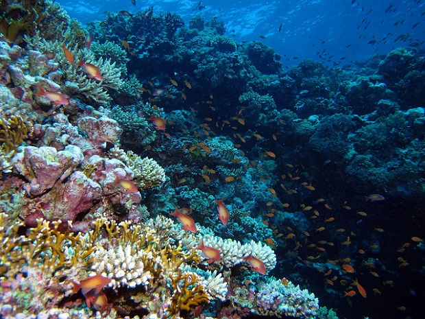 Red Sea Little Brother reef