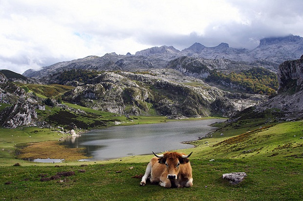 Covadonga lake